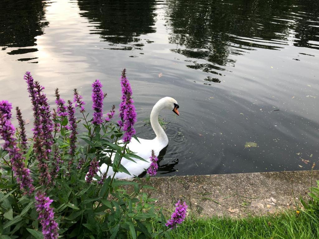 Serene Spacious Room Staines-upon-Thames Exteriör bild